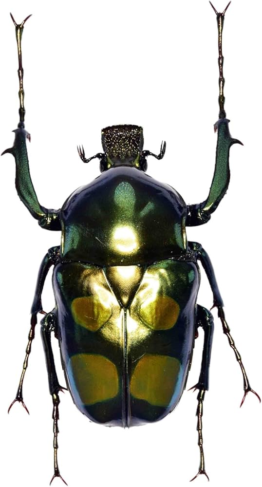 テナガコガネ　フィギュア Amazon.co.jp: ヤンソンテナガコガネ いきもの大図鑑かぶとむし04