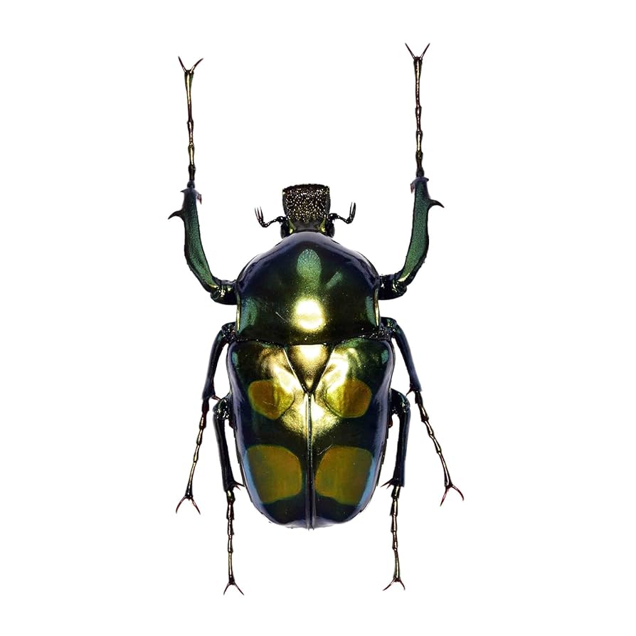 テナガコガネ　フィギュア Amazon.co.jp: デアゴスティーニ 世界の昆虫 DATE BOOK 1/1