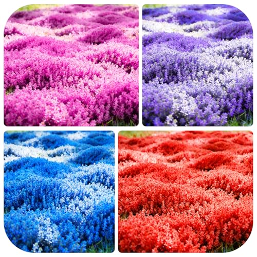 Mixed Creeping Thyme 21,000+