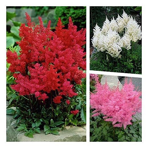 Stauden Gänge 3 x Astilbe arendsii Kollektion (Winterhart/Stauden/Staude/Mehrjährig) Prachtspiere - in Rot Rosa Weiß - Farbige Blütenwolken für schattige Beete - Sehr Bienenfreundlich