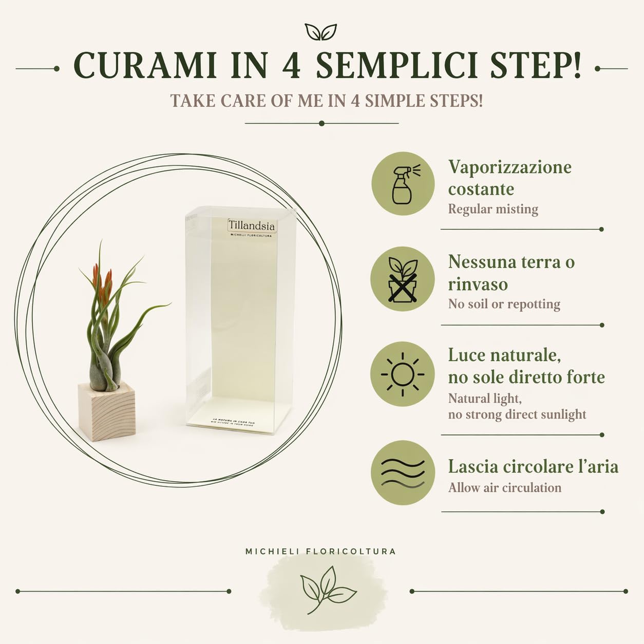 Tillandsia Caput Medusae Plante véritable avec support en bois naturel Essenziale S | Plante d'intérieur sans terre | Design italien Michieli