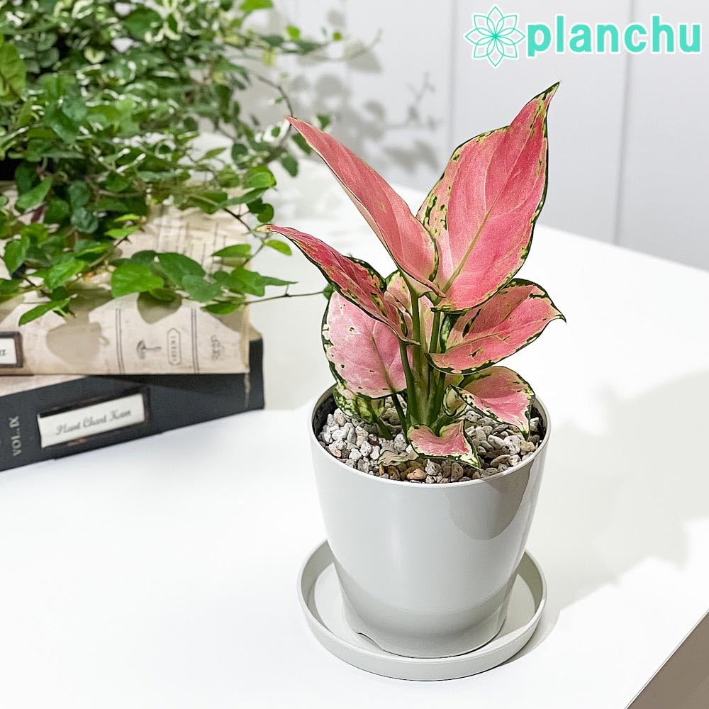 Amazon｜PLANCHU 観葉植物 アグラオネマ オースピシャスレッド