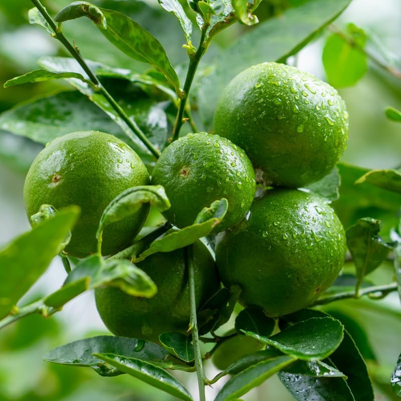 Lime Tree, Lemon Fruit Tree, Citrus Tree Live Plant 2 to 3 Feet Tall, No Ship to CA