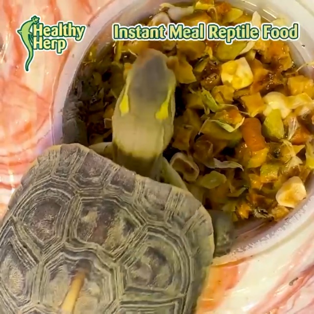 Amazon.com: Healthy Herp Box Turtle Food Instant Meal for Reptiles