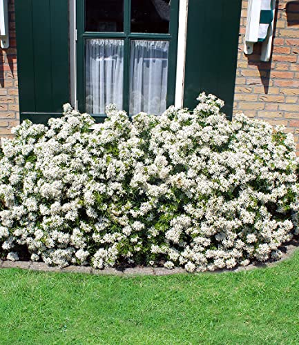 BALDUR Garten Orangenblume White Dazzler®, 1 Pflanze, Choisya ternata, robust, insektenfreundlich, stark duftend, winterhart bis -10° C, pflegeleicht, Wasserbedarf gering, blühend