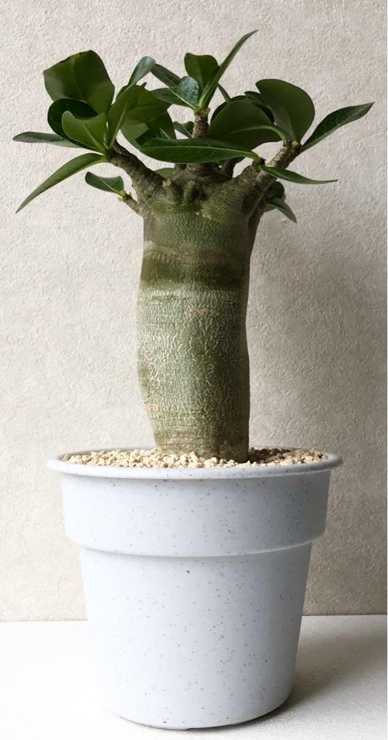 Amazon.co.jp: 塊根植物 アデニウム バオバブタイプ 鉢ごと発送