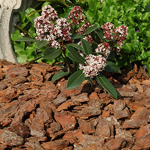 Pinienrindenmulch Galamio 40-60mm 60l Sack – Deko für Garten und Terrarium