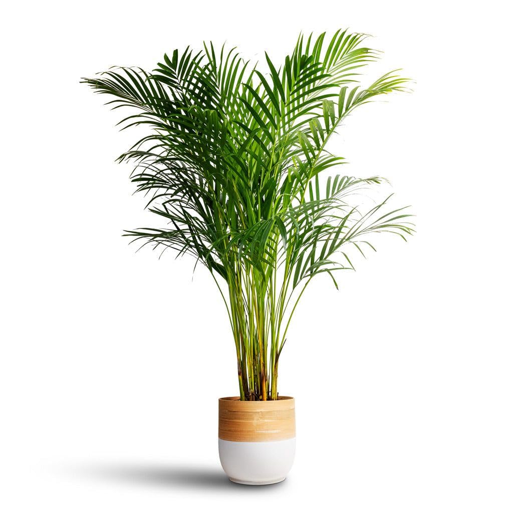 Areca Palm Plant – Indoor Air Purifying Tree, Natural Humidifier & Oxygen Booster, Low Maintenance Tropical Indoor Greenery for Home, Bedroom & Office Décor
