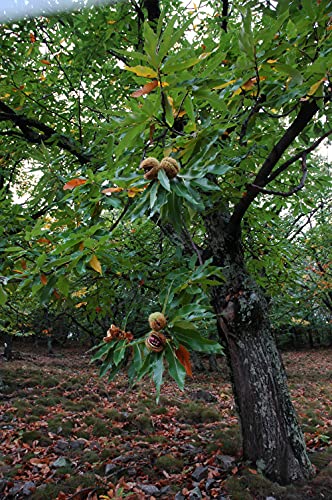 image for Gourmanity Chestnut Jar, Chestnuts From Ardeche, France, Whole Roasted