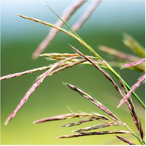 Miniatura 2 de Everwilde Farms - Semillas de hierba nativa Big Bluestem de 14 libras - Gold Vault