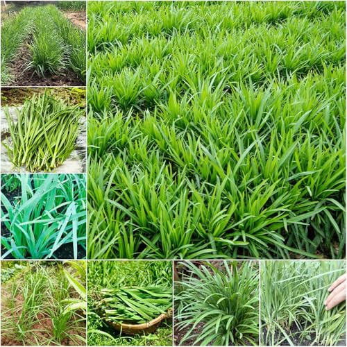 semillas de cebollino orgánicas - Serie de raras - decorativas semillas cebollino, para balcón 250pcs