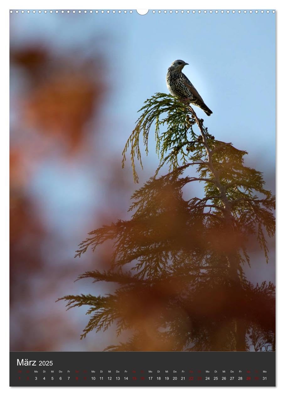 NATUR PUR - Die Wälder meiner Heimat (Wandkalender 2025 DIN A2 hoch), CALVENDO Monatskalender: Mit offenen Augen durch den Wald gehen (CALVENDO Natur)