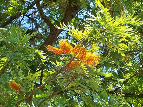 Plant Nursery Online Silver Oak Grevillea Robusta Pack Of 2 Live Plants Amazon In Garden Outdoors