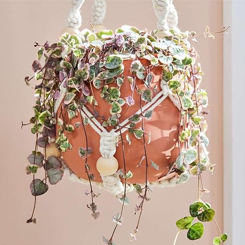 Miniatura 2 de Cadena de corazones abigarrados Plant Live, Ceropegia Woodii Variegata, en maceta de 2.5 pulgadas, vid suculenta rara para macetas colgantes de
