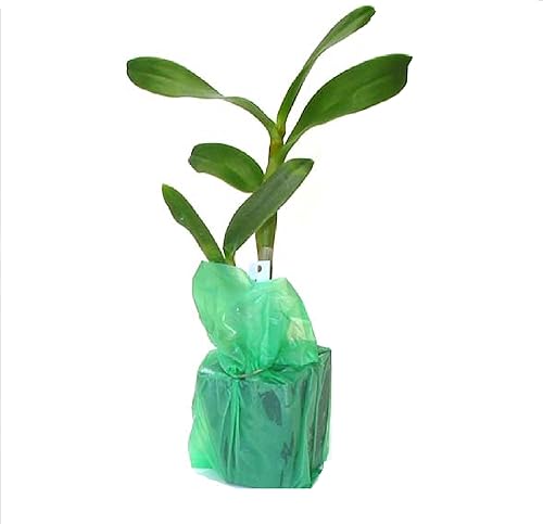 Miniatura 2 de Dendrobium - Plantas hawaianas para orquídeas, 2 unidades, 4-6 pulgadas, de altura enraizada en maceta de 2.5 pulgadas, sin floración, D2