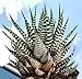 Zebra Haworthia Plant - Easy to grow/Hard to kill! - 3" Pot -unique form jmbamboo