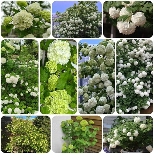 Semillas de hortensia bola de nieve - semillas pradera mariposas Decoración jardín para exteriores raras jardín arbustos decoración sala estar orgánicas 200pcs