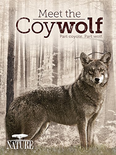 Meet the Coywolf