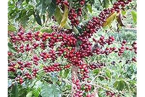 Premium Coffee Seeds for Flourishing Plant Cultivation (Pack of 30)