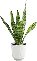 Vista 15 de Planta de serpiente viva con maceta blanca decorativa, Sansevieria Trifasciata Superba, planta de interior enraizada completamente, planta de lengua