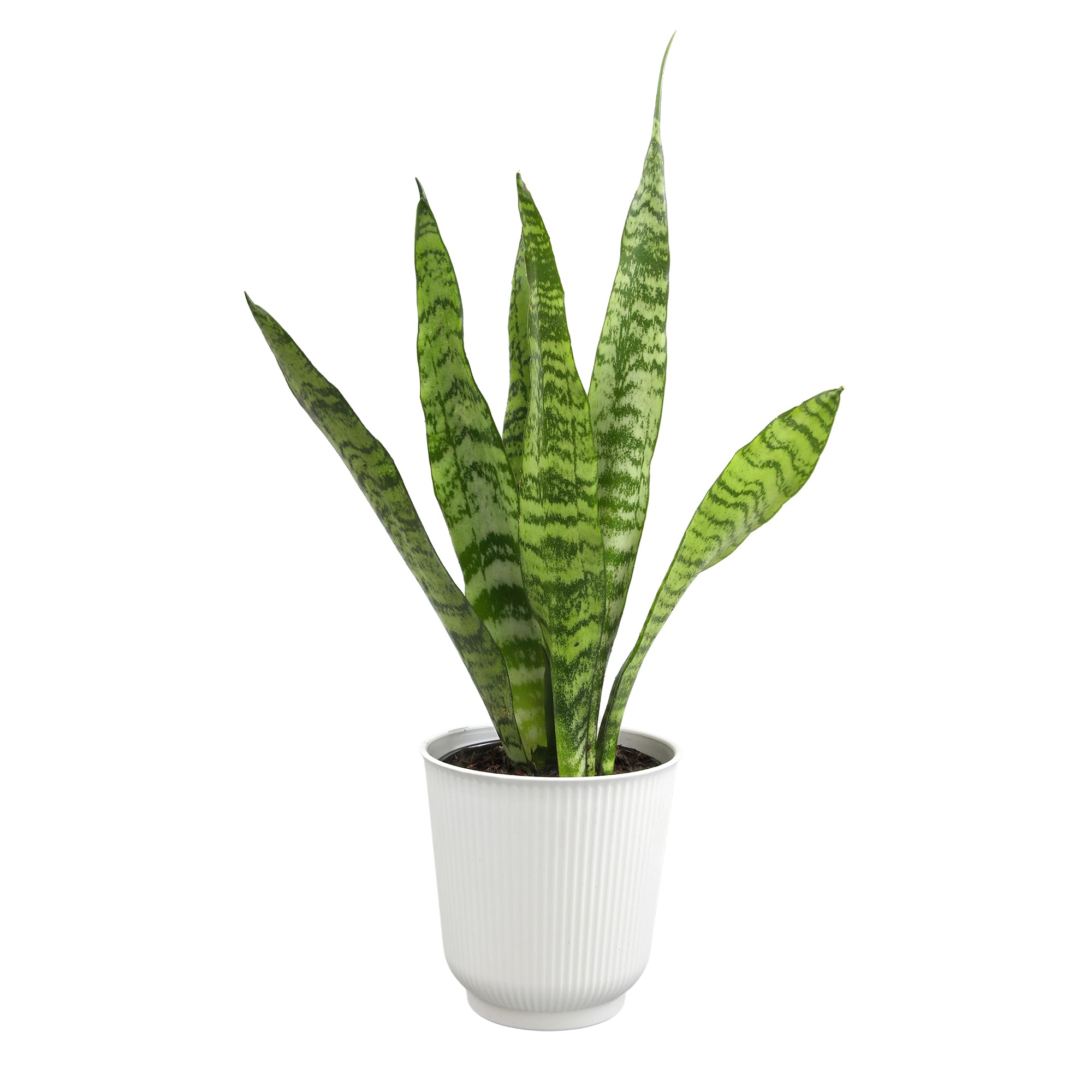 Amazon.com: Live Snake Plant in Decorative White Pot, Sansevieria  Zeylanica, Indoor House Plant, Mother in Law Tongue Sansevieria Plant Live,  Long Succulent Plant, Fully Rooted Houseplant by Plants for Pets : Pet