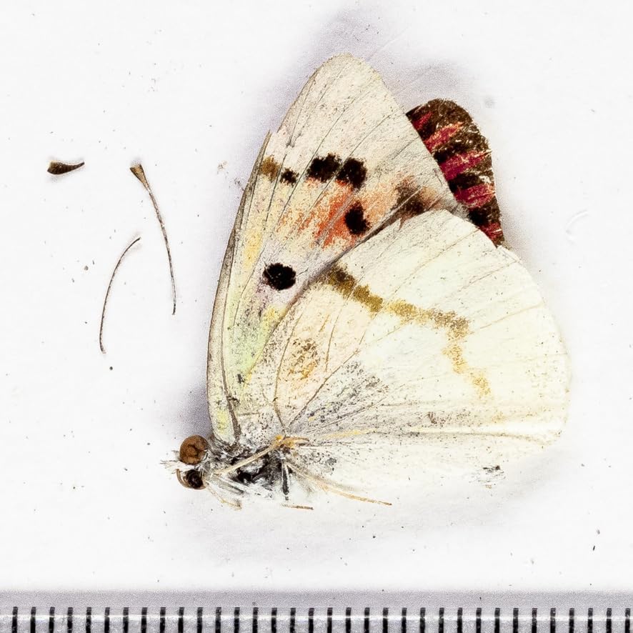 未展翅・昆虫標本No.142 スジツマアカシロチョウ標本落札合計3000以上で!!From Finch