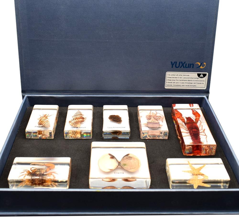 8 PCS Marine Animals Specimens Set Paperweights Taxidermy for Science Education Include Pagurid,Spiral Shell,Lobster,Sea Anemone,Cuttlefish,Fiddler Crab,Clams,Starfiash Specimen