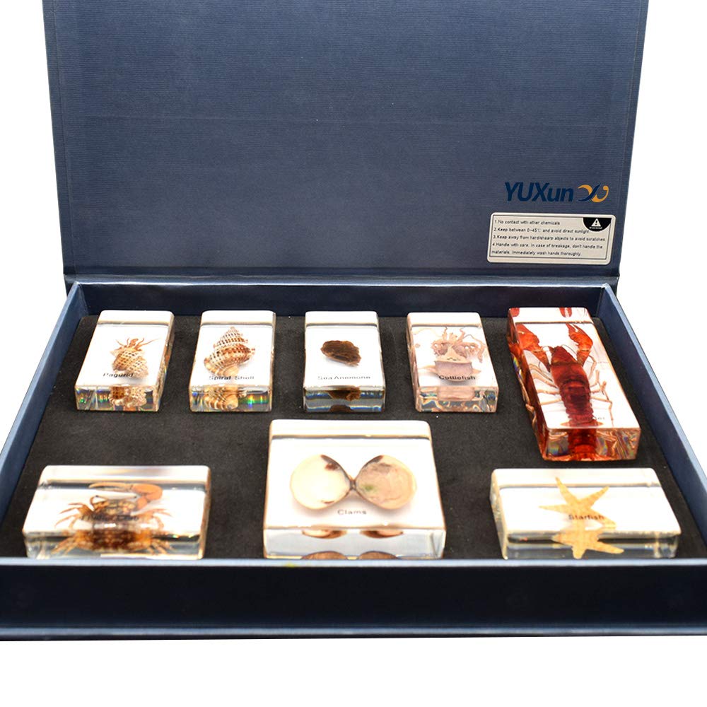 8 PCS Marine Animals Specimens Set Paperweights Taxidermy for Science Education Include Pagurid,Spiral Shell,Lobster,Sea Anemone,Cuttlefish,Fiddler Crab,Clams,Starfiash Specimen