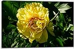 Paeonia Itoh Hybrid Group (Itoh hybrids) Garden Treasure. Yellow Intersectional Hybrids peony. stock photo Canvas Wall Art Decor Paintings Pictures for Bedroom Wall Decor Above Bed Living Room Wall Decoration Bathroom Office Artwork
