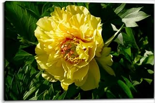 Paeonia Itoh Hybrid Group (Itoh hybrids) Garden Treasure. Yellow Intersectional Hybrids peony. stock photo Canvas Wall Art Decor Paintings Pictures for Bedroom Wall Decor Above Bed Living Room Wall Decoration Bathroom Office Artwork