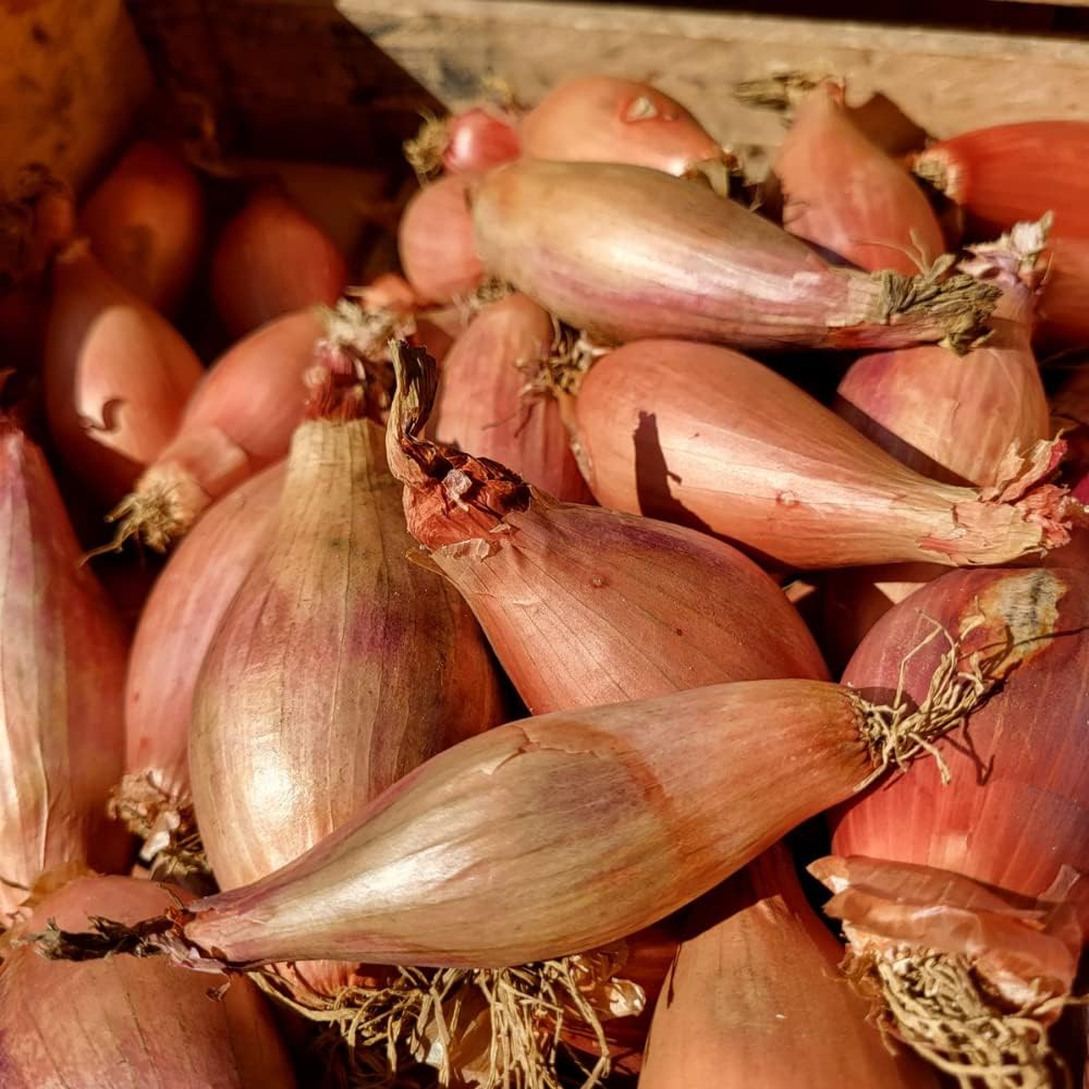 Roderique French Shallot Bulbs for Planting 6 Oz Live