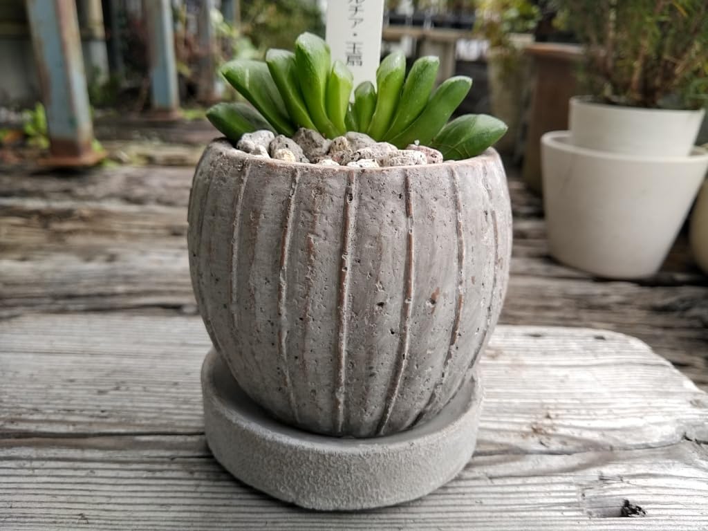 ハオルチア 玉扇 陶器鉢 巨大 ☆特価☆多肉植物：ハオルチア 玉扇 YG-6