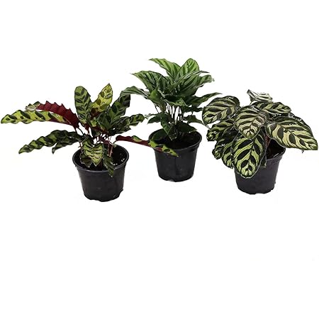 AMERICAN PLANT EXCHANGE Calathea 3 Pack Live Prayer Plants Indoor Maranta Bundle, Three 4" Pots, Pet Safe Air Purifying Houseplants