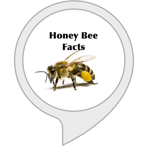 Honey Bee Facts Alexa Skills