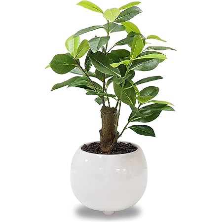 Sunavi観葉植物 光触媒 ガジュマルの木 空気清浄 多肉植物 ガジュマル鉢植え30cm鉢植え 多幸の木 ガジュマル がじゅまる ミニ観葉 人工観葉 人工観葉 フェイクグリーン Www Ecogranja Com Ar