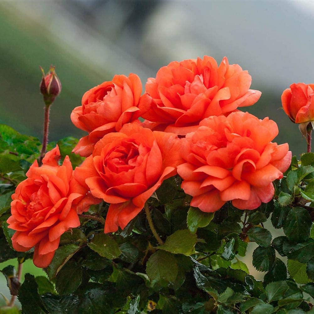 Orange Climbing Rose Seeds Rosa Multiflora Perennial Fragrant Flower 2 Grafted Live Plant