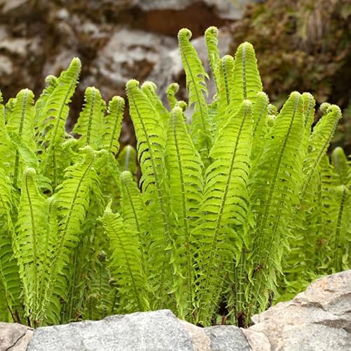 10 Ostrich Ferns Live Plants Outdoor, Well-Rooted Rhizome Starters, Cold-Hardy