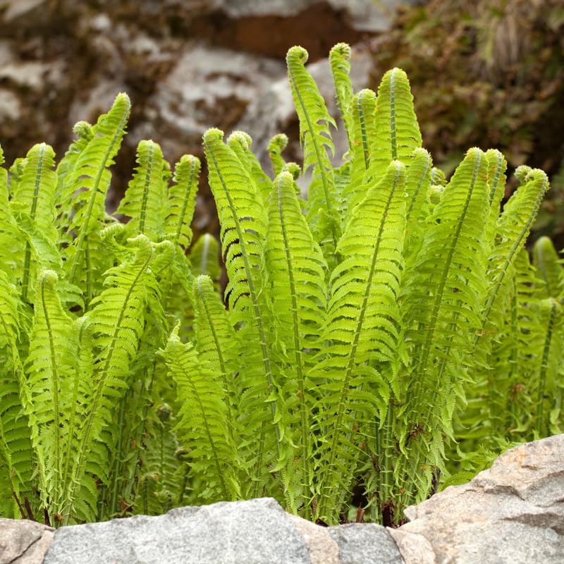 10 Ostrich Ferns Live Plants Outdoor Well-Rooted Rhizome Starters Cold-Hardy Shade Plant for Home Landscapes and Large Pots