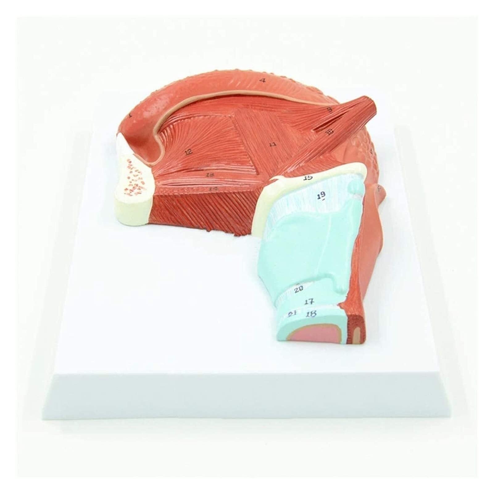 YNIYUJKL Oral Muscle Anatomy Model - Human Tongue And Gland Medical Training Aid For Education