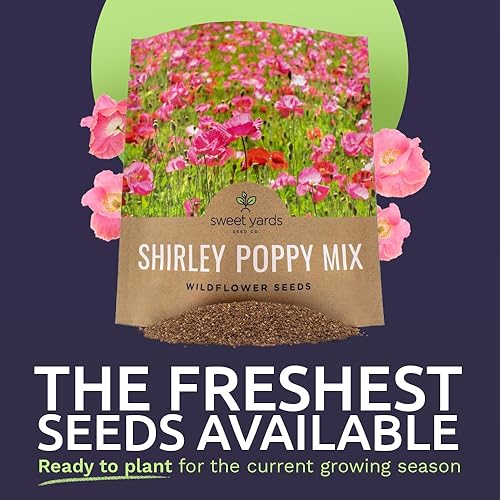 Miniatura 2 de Shirley - Semillas de amapola - Colores mezclados - Paquete extra grande - Más de 200,000 semillas de flores silvestres polinizadas abiertas sin OMG