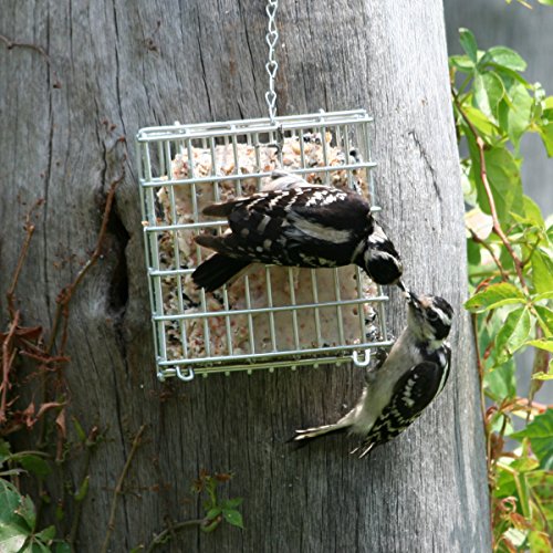 Pacific Bird & Supply Co Mealworm + Peanut Suet Cakes Pb-0026 (Case Of 12) #TOP2