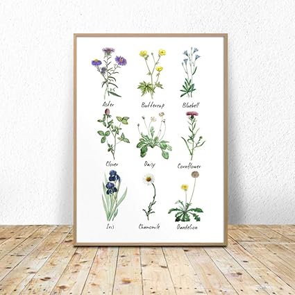 Zgwxp77 Carte De Fleurs Sauvages Imprimer Des Especes De Fleurs Plante Affiche Herbier Chambre Decoration Plante Mur Art Toile Peinture Pepiniere Decoration De La Maison40x50 Cm Sans Cadre Amazon Fr Cuisine Et