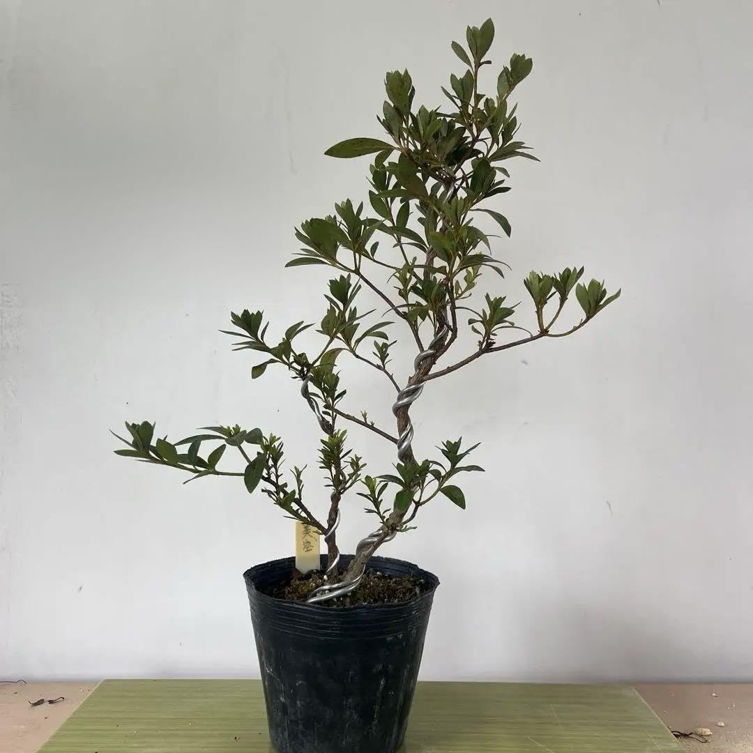 皐月盆栽 美空 32センチ 一点物 匠の盆栽】皐月 大杯の盆栽を