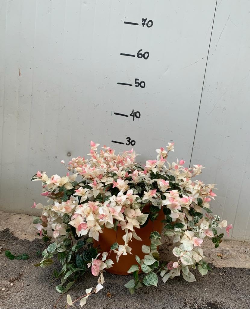 Trachelospermum Jasminoides Tricolor Vaso 18 cm – Falso Gelsomino Variegato Rampicante Sempreverde