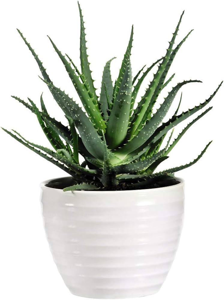 Aloe Vera House Plant Tender Perennial Houseplant Plants Easy to