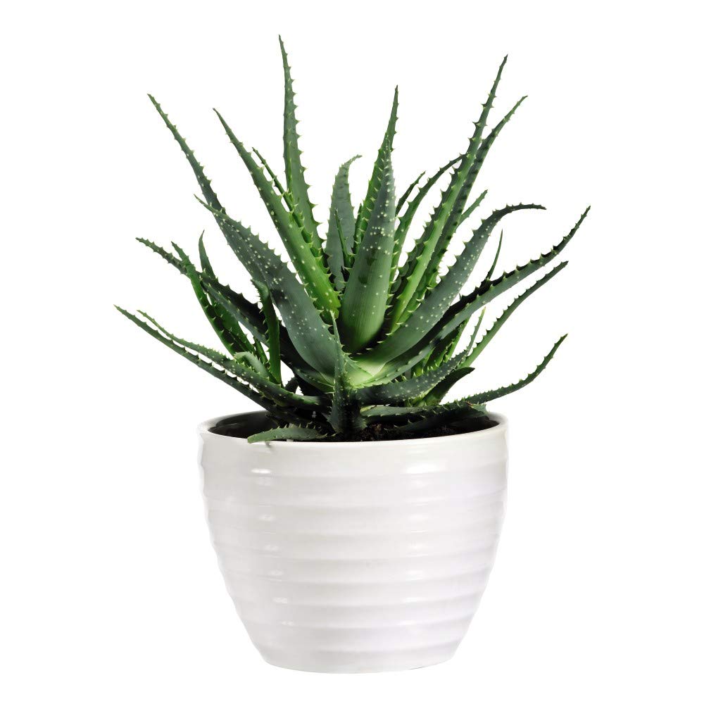 Aloe Vera House Plant Tender Perennial Houseplant Plants Easy to Grow Your Own 1x 15cm Potted Plant