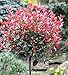 Produktbild Hochstamm Glanzmispel Little Red Robin 40-60cm - Photinia fraseri