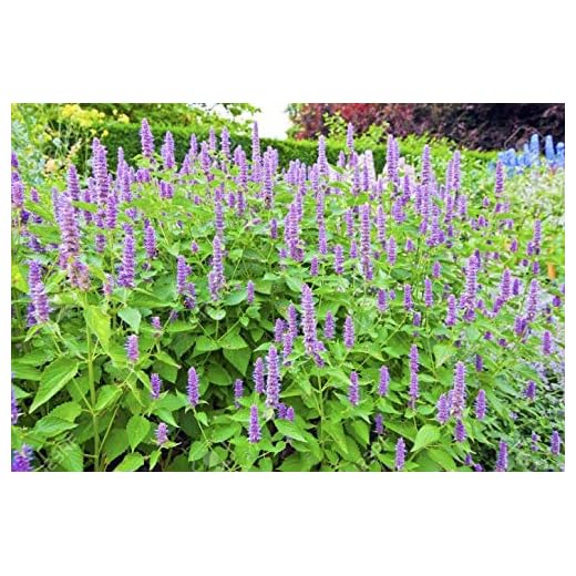 AGASTACHE LIQUORICE BLU 50 SEMI- ISSOPO COREANO