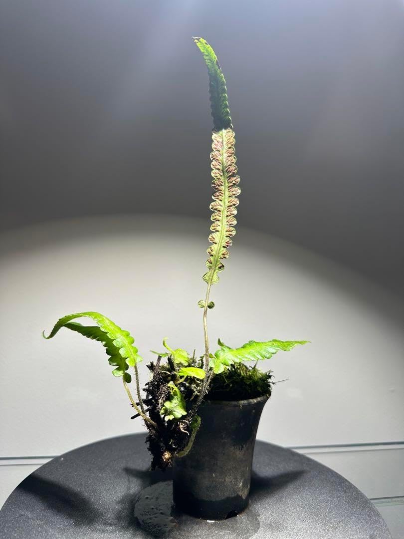 原種日本シダ植物deparia tomitaroana パルダリウム