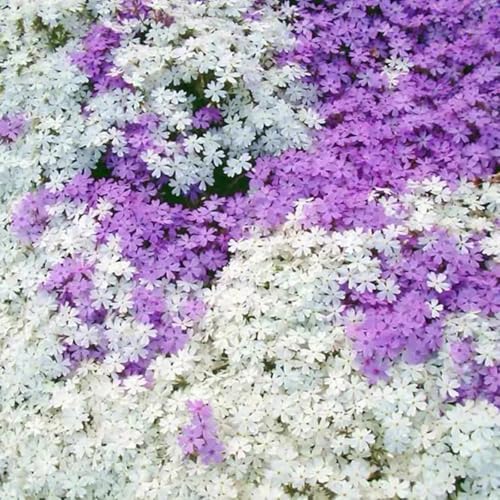 ZXZHYiYao 1000 gemischte Flusskirschblüten, kaltresistente und dürrelresistente, Vier Jahreszeiten, die Blume für Gärten und Natur Pflanzen